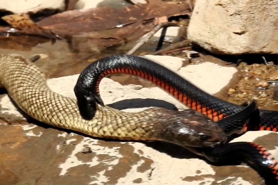 Моноклевая Кобра