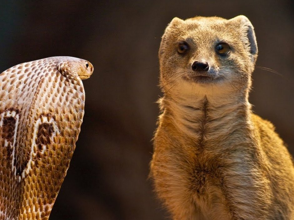 Мангуст против королевской кобры