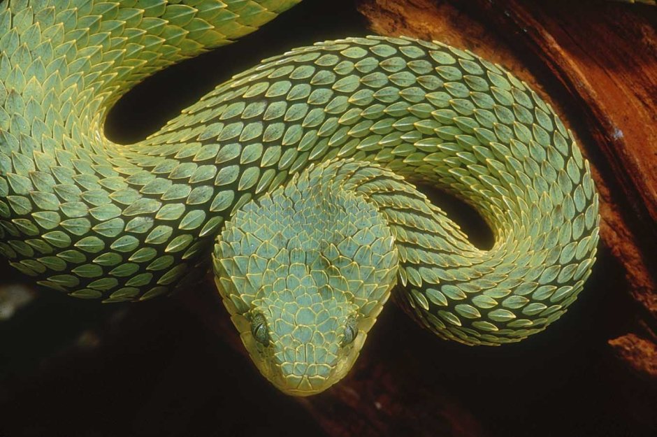 Кустарниковая гадюка (Atheris
