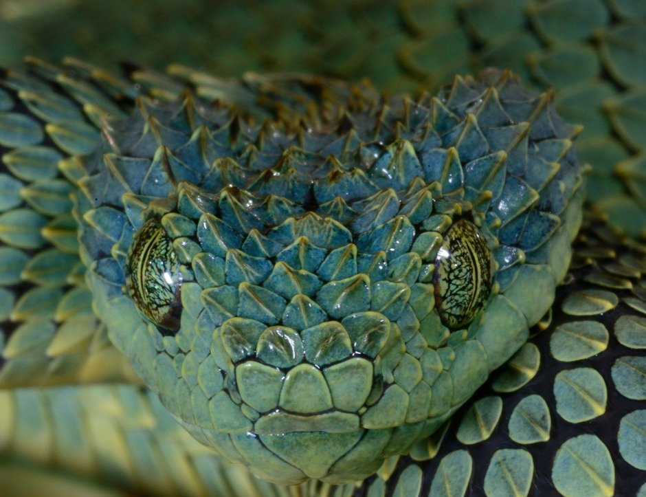 Atheris ceratophora