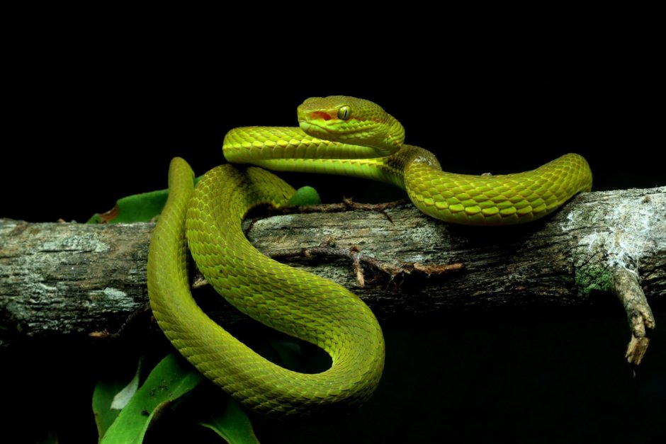 Trimeresurus Salazar змея
