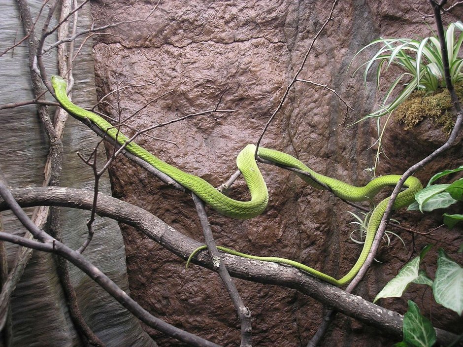 Eastern Green Mamba