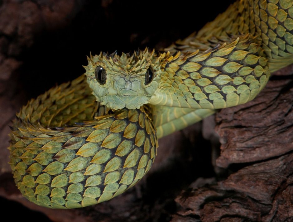 Кустарниковая гадюка (Atheris