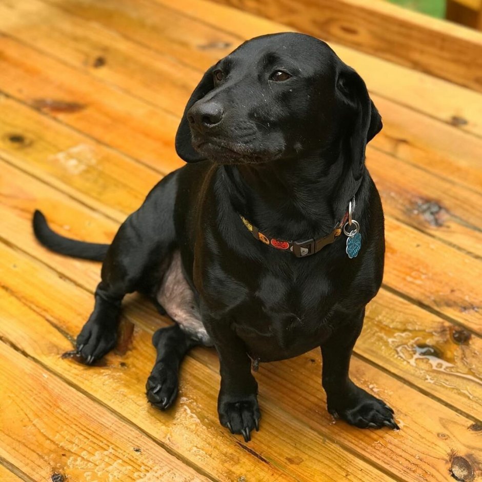 Метис лабрадора и ретривера