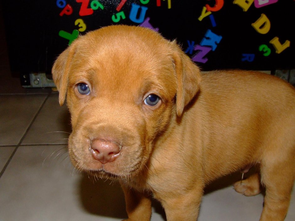 Катон собака