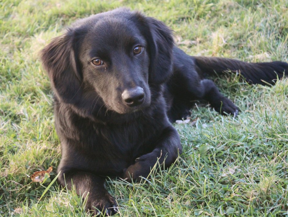 Помесь таксы и лабрадора