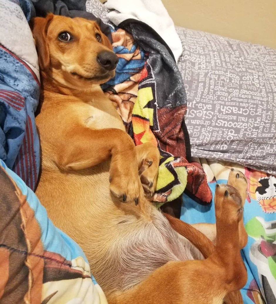 Метис таксы и лабрадора