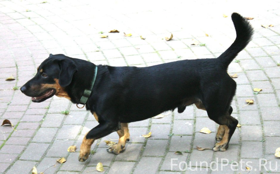 Помесь добермана и лабрадора