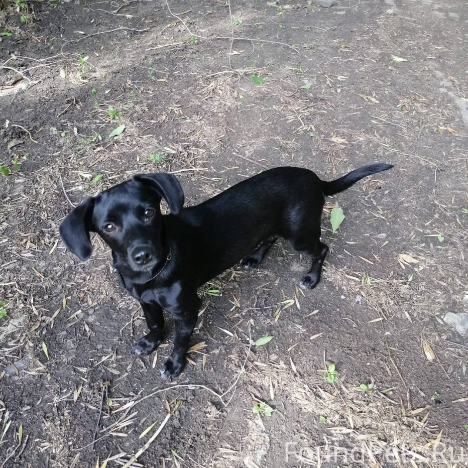 Метис добермана и лабрадора