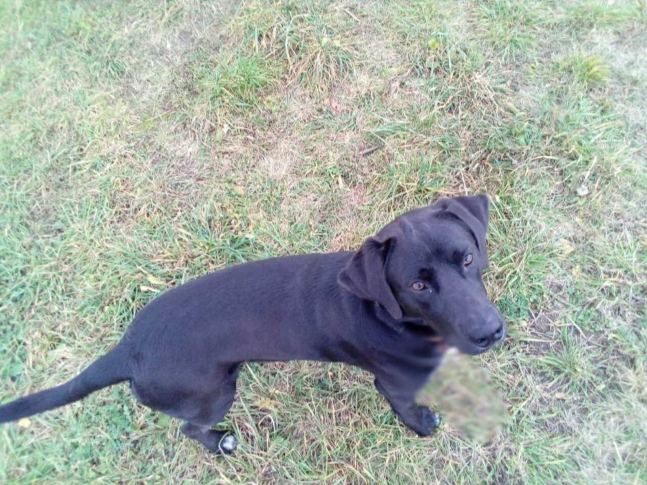 Метис таксы и лабрадора