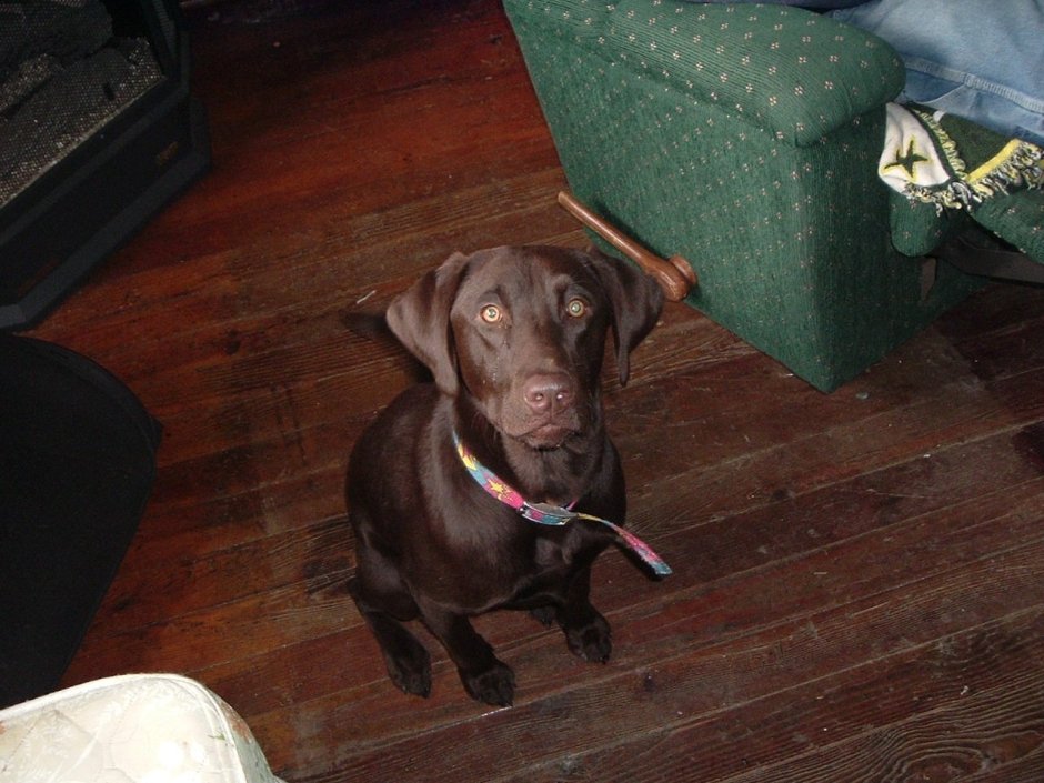 Бассет-хаунд и лабрадор метис