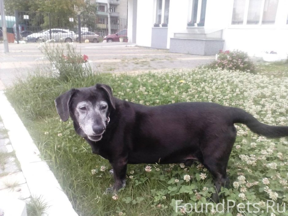 Метис пинчера и лабрадора