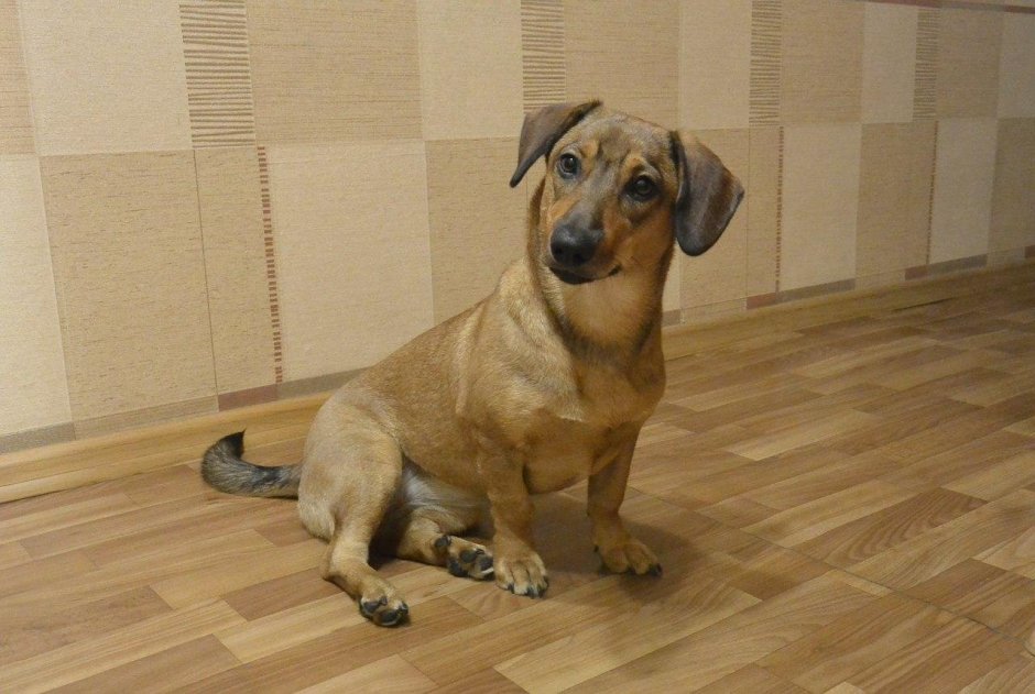 Собаки замка Монтерей магические псы