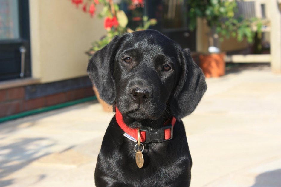 Кроличья такса метис