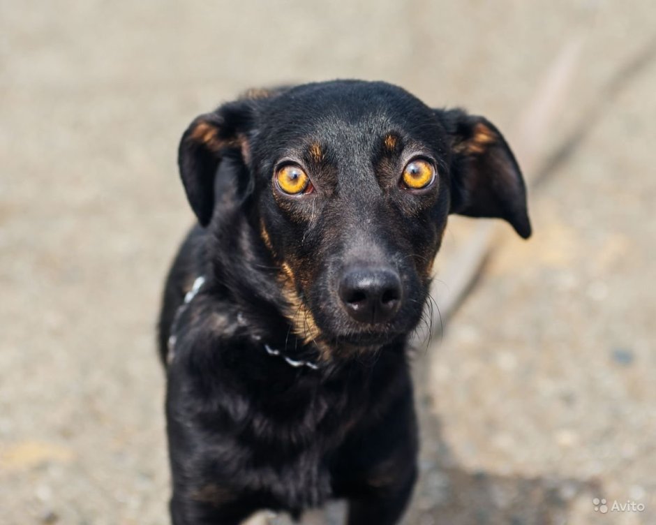 Метис таксы и лабрадора