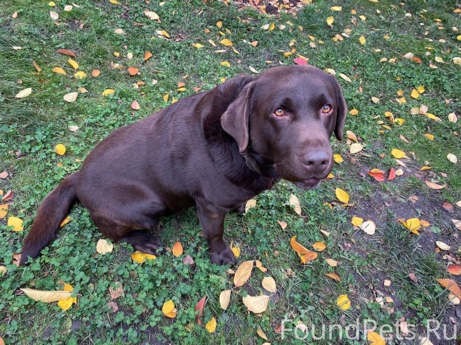 Метис таксы и лабрадора