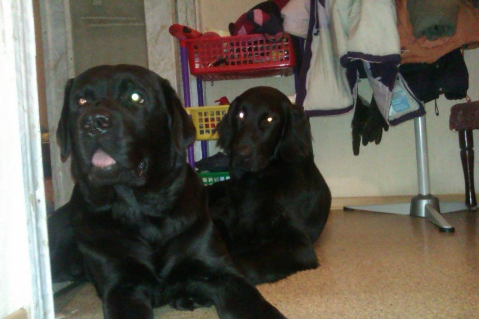 Метис таксы и лабрадора