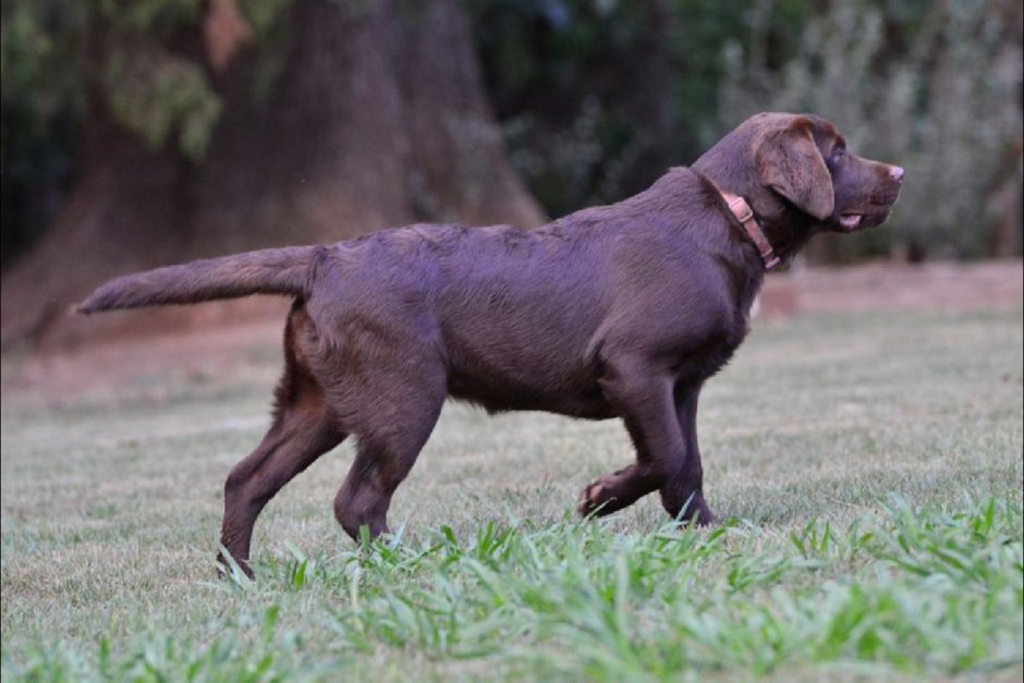 Черный метис таксы