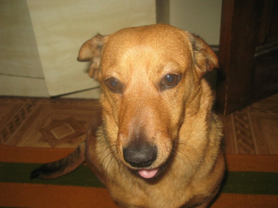 Метис таксы и лабрадора