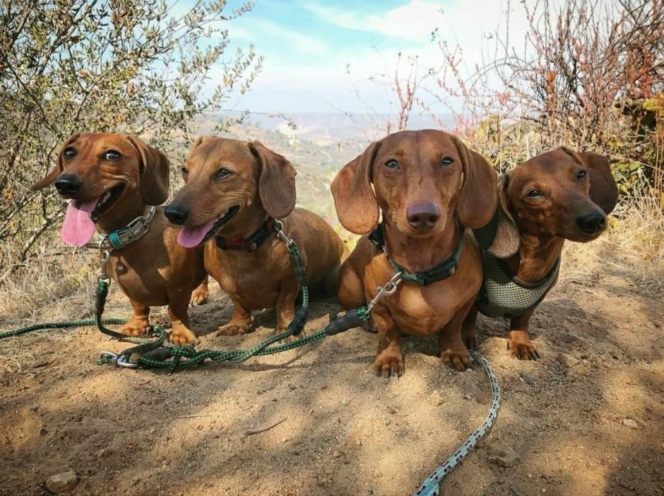 Помесь шарпея и таксы