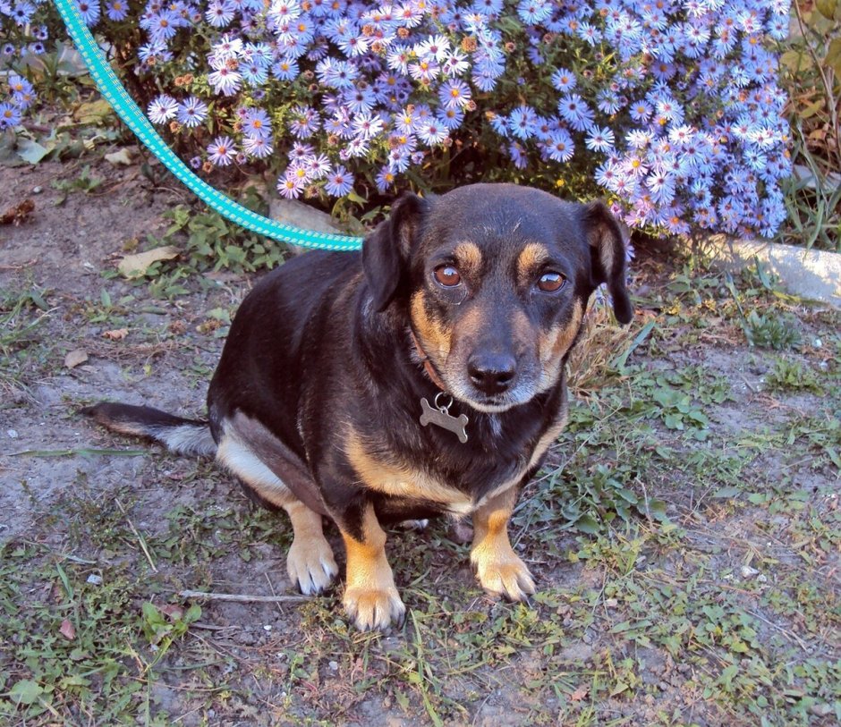 Лабрадор смешка с питбулем