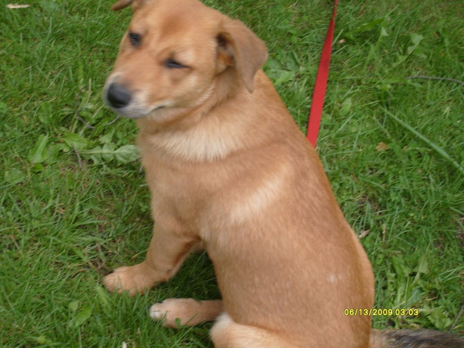 Метис таксы и лабрадора