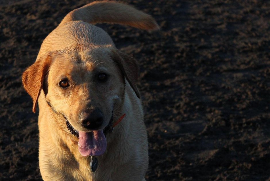 Ретривер ночью