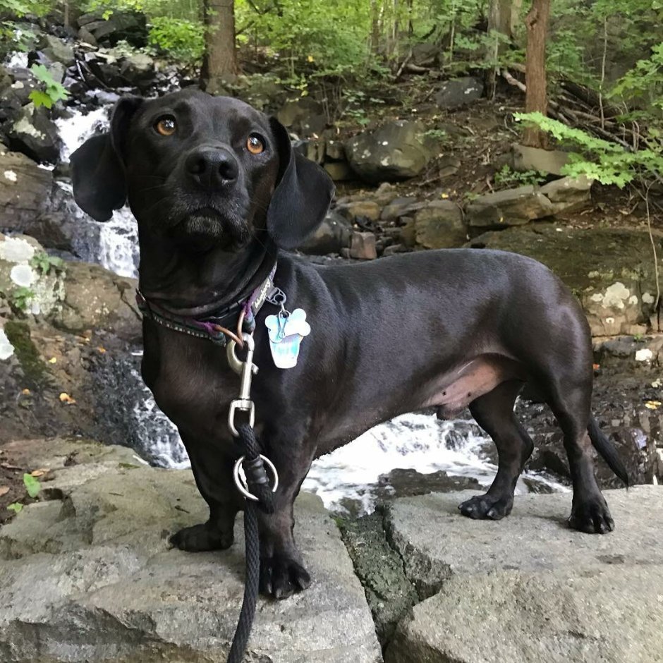 Черный метис кокер лабрадор