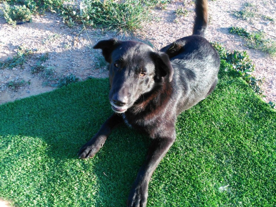 Такса с дворняжкой