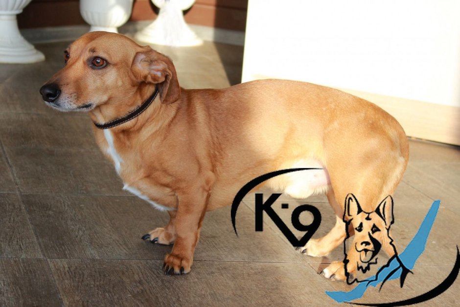 Питбуль с таксой