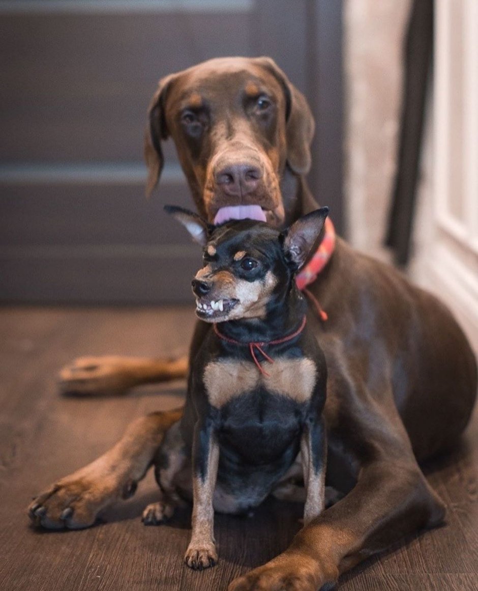 Метис корги и черной овчарки