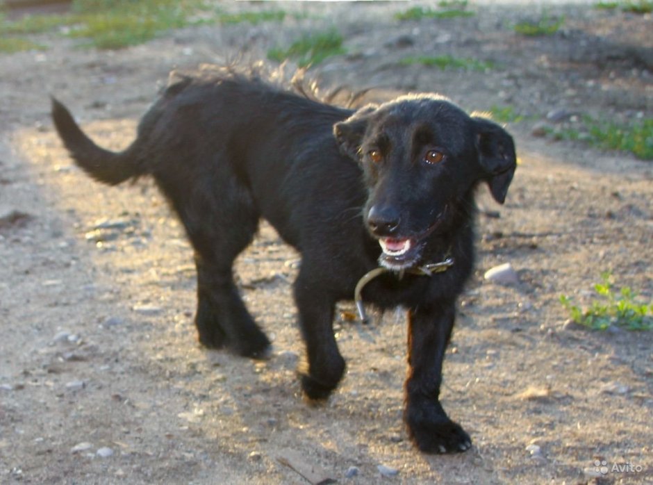 Метис таксы и лабрадора