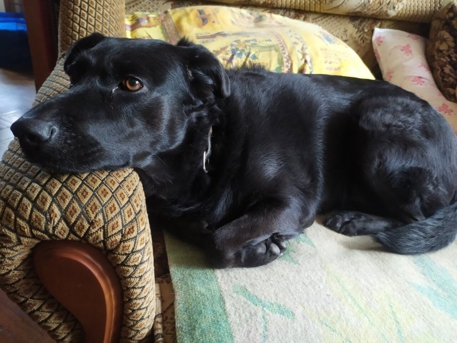 Метис таксы и лабрадора