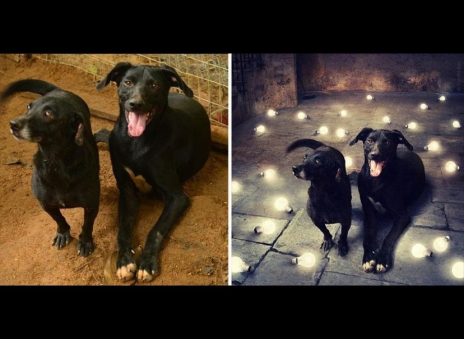 Метис лабрадора и ретривера