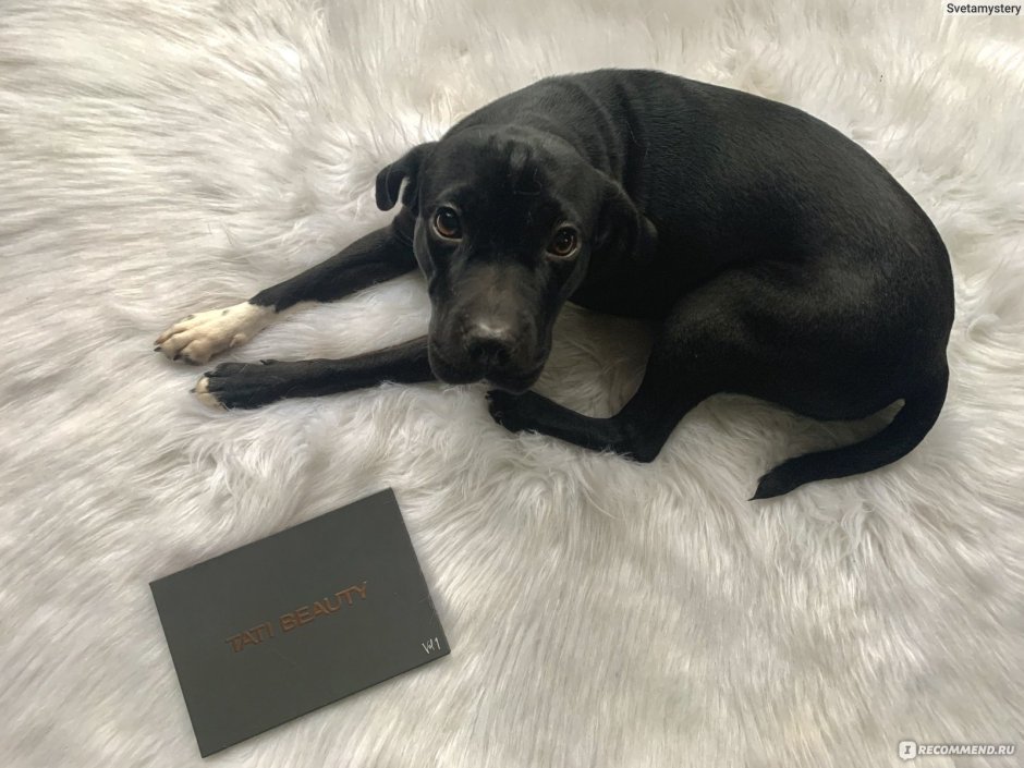 Лабрадор ретривер черный гладкошерстный