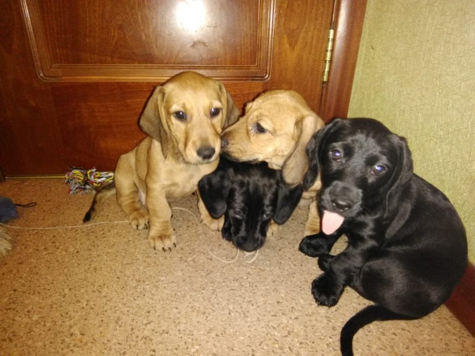 Помесь добермана и лабрадора