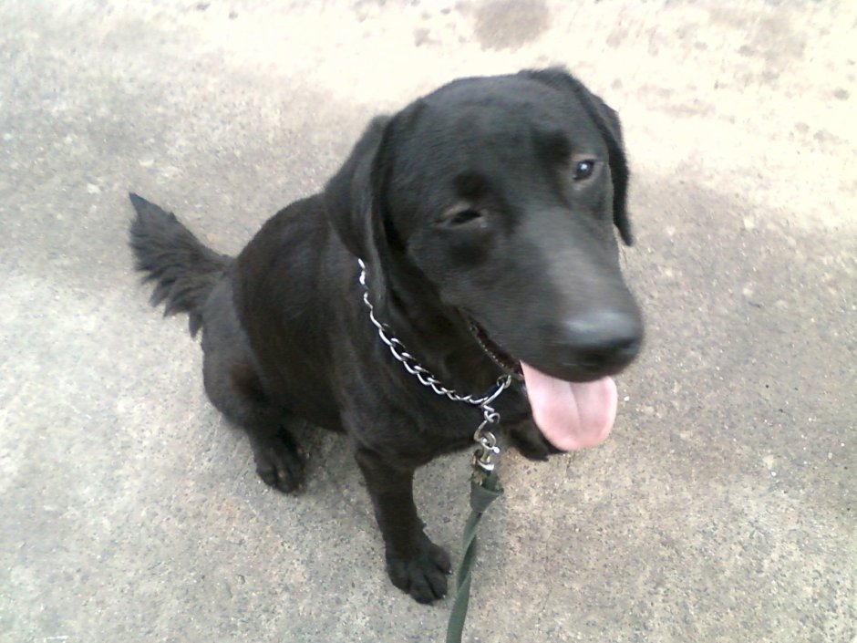 Метис лабрадора с биглем