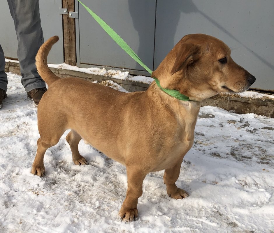 Метис таксы и дога