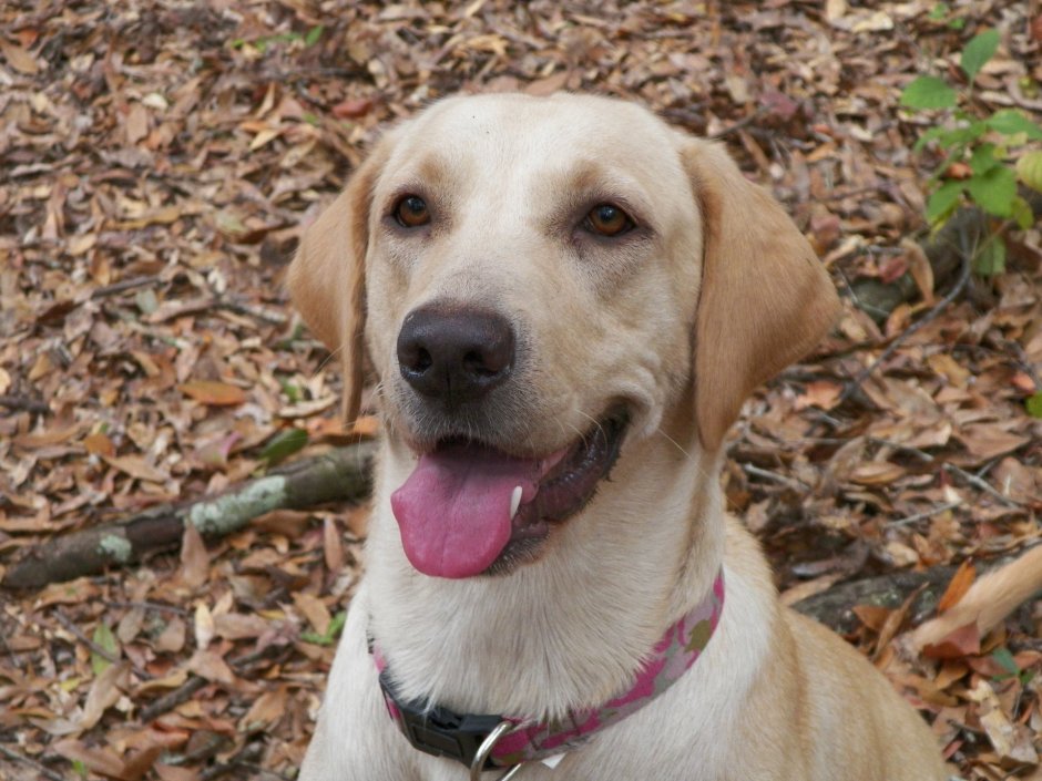 Помесь корги и лабрадора