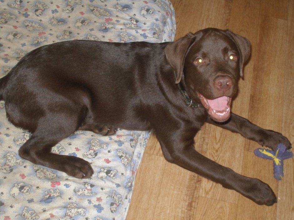 Такса и питбуль смесь