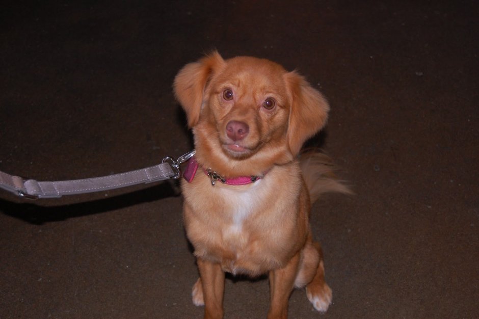 Щенок метиса пинчера и Джек-Рассела рыжего цвета