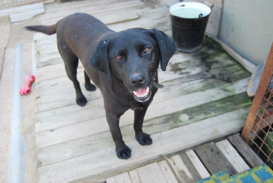 Метис русского спаниеля и лабрадора