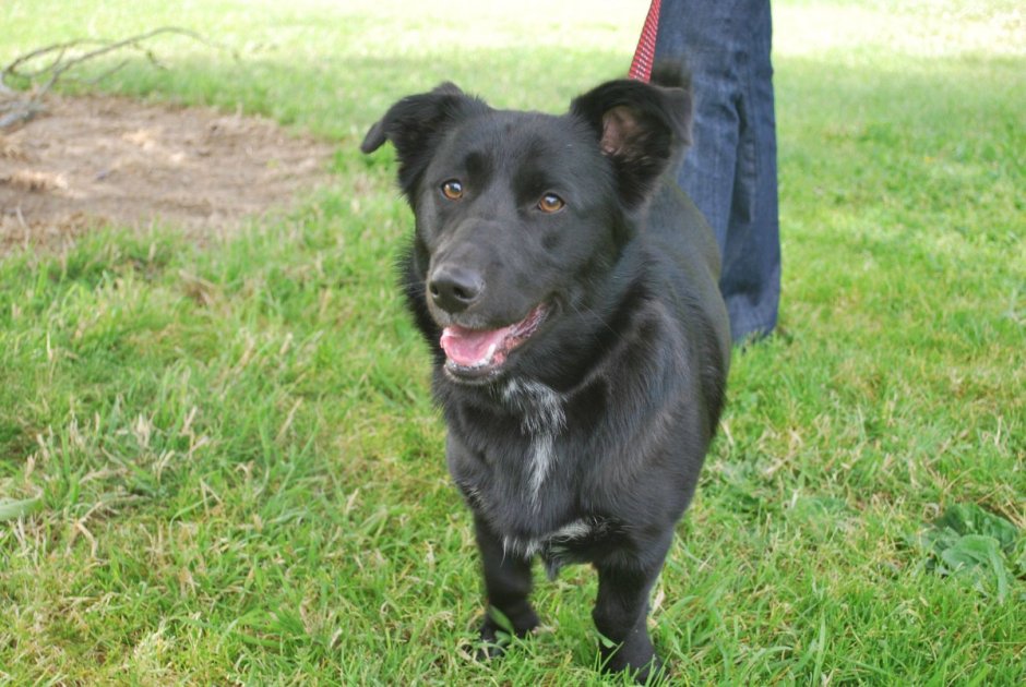 Лабрадор такса Перемешка