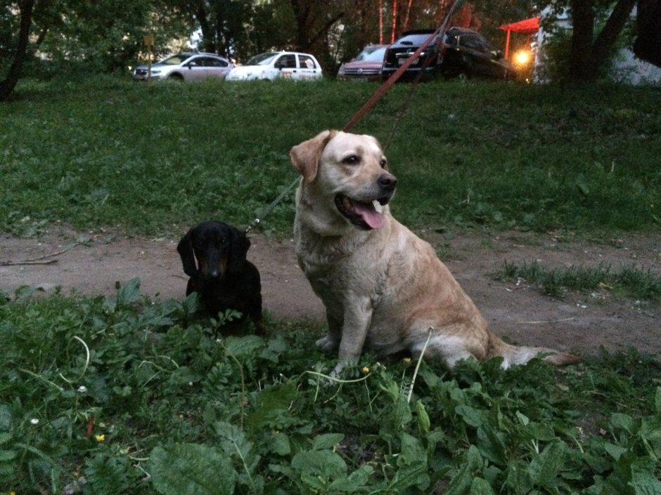 Паттердейл терьер чёрный