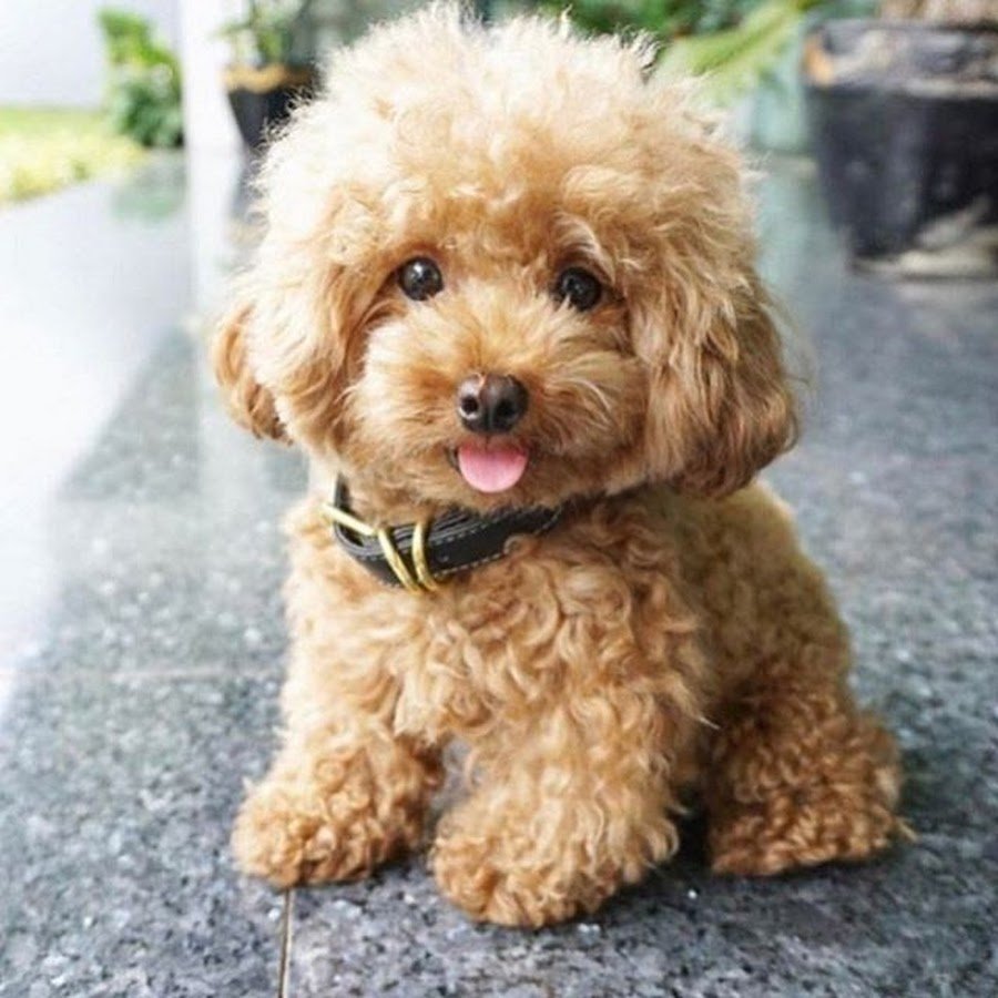 Корги Пуппи