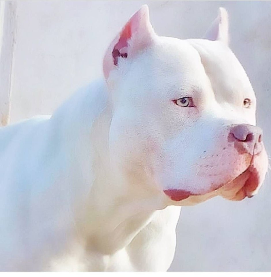 Американский стаффордширский терьербелвц