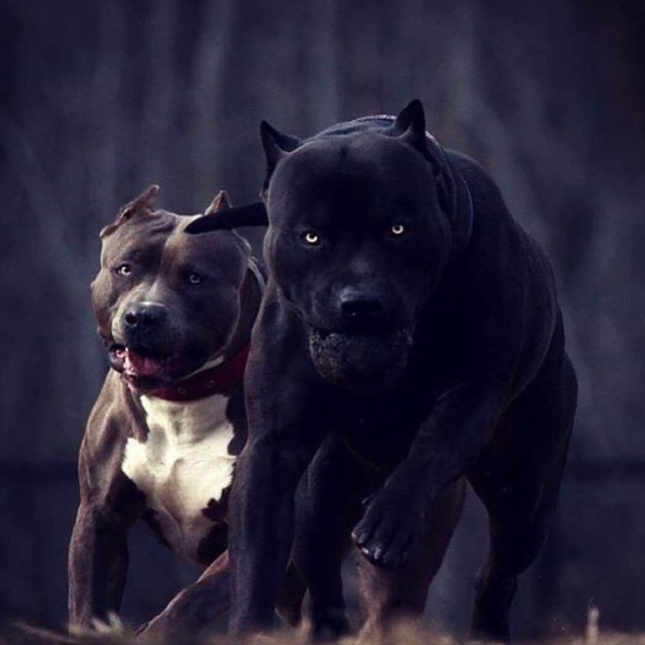 Стаффордширский терьер американский питбультерьер чёрный