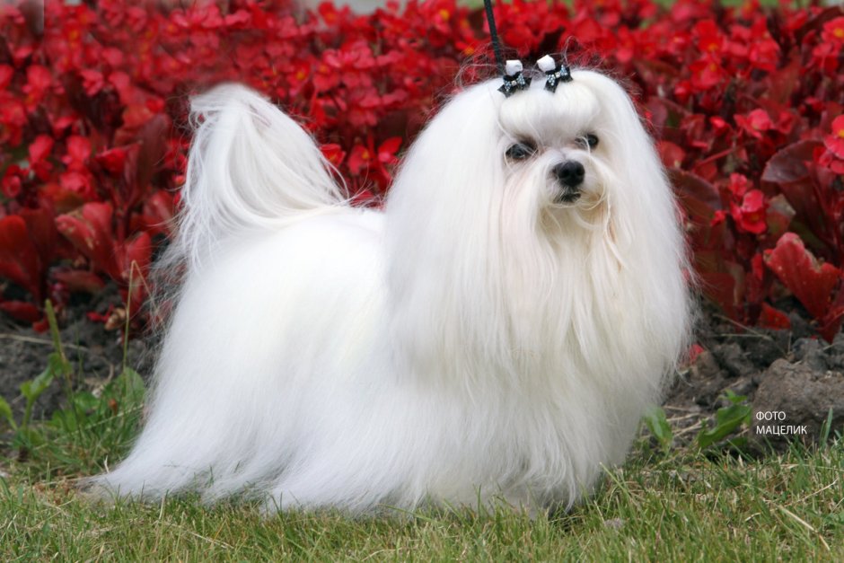 Вест хайленд Вайт терьер