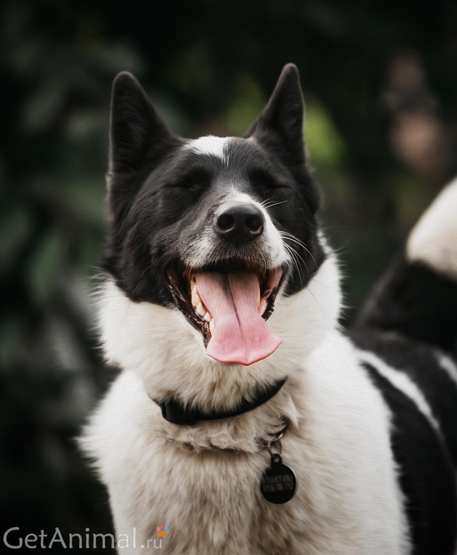 Английский бульдог породы собак