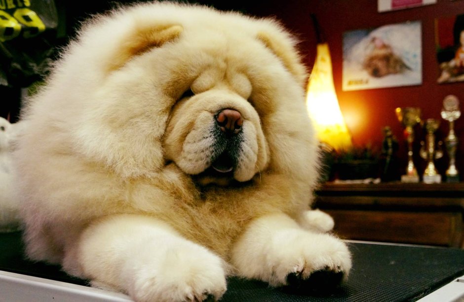 Померанский шпиц Jiff